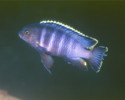 Tropheops sp. 'taiwan' Taiwanee Reef